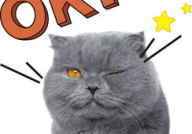 娱乐吃瓜猫作品原声,原声音乐背后的故事与魅力