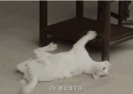 娱乐吃瓜酱虐猫博主,真相与误解的较量