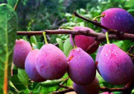 娱乐吃瓜少女西梅拿铁,娱乐吃瓜少女的趣味生活揭秘