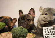 阿呆娱乐吃瓜,揭秘娱乐圈最新热点事件