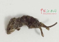穷人养鼠大法娱乐吃瓜,趣味养鼠，吃瓜乐趣无限
