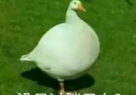 娱乐吃瓜鹅鸭视频