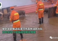 洪水淹没养殖场 300头猪水中奔跑,300头猪水中惊险逃生