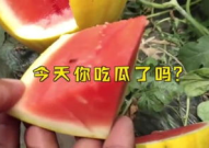 娱乐吃瓜起什么名字,揭秘明星幕后吃瓜大揭秘