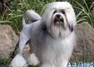 世界上最贵的狗排名,揭秘富豪们的宠物投资