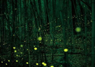 萤火虫娱乐吃瓜,揭秘娱乐圈吃瓜背后的真相与内幕