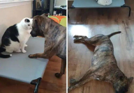 娱乐吃瓜酱狗狗打猫咪,娱乐吃瓜酱现场直播