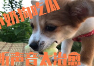 娱乐吃瓜菌小狗视频,娱乐菌带你领略萌宠欢乐时光